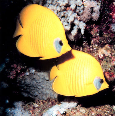 20110307-NOAA reef fish butterfly fish 2030.jpg
